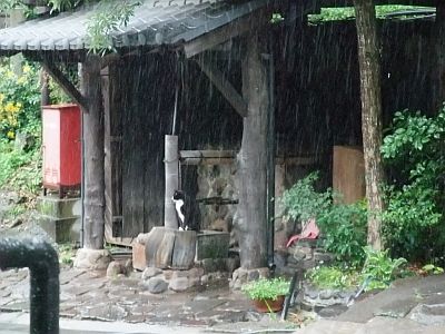 お地蔵さんと猫