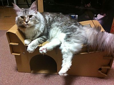 キャットベースに乗るかのん