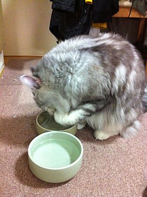 かのんの水の飲み方