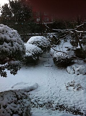 蘇山郷2011年大晦日の朝の庭