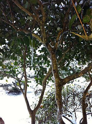雪が溶けて再凍結