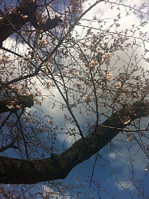 山王公園の桜