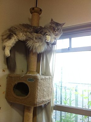 かのん
